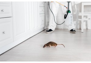 Обработка комнаты от мышей